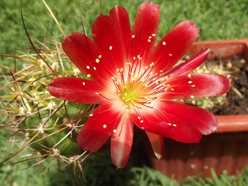A photo of Echinopsis pentlandii