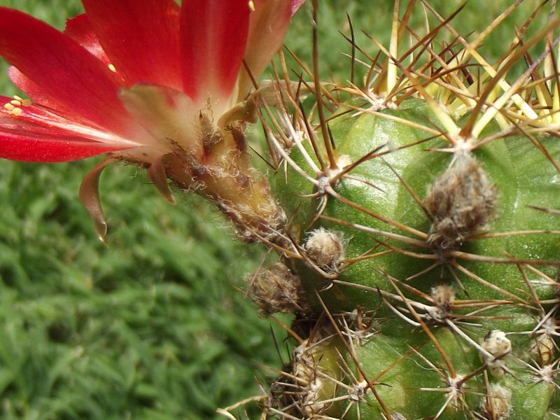 A photo of Echinopsis pentlandii