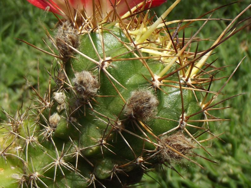 A photo of Echinopsis pentlandii
