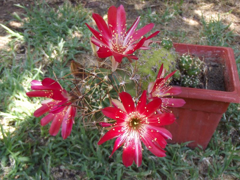A photo of Echinopsis pentlandii