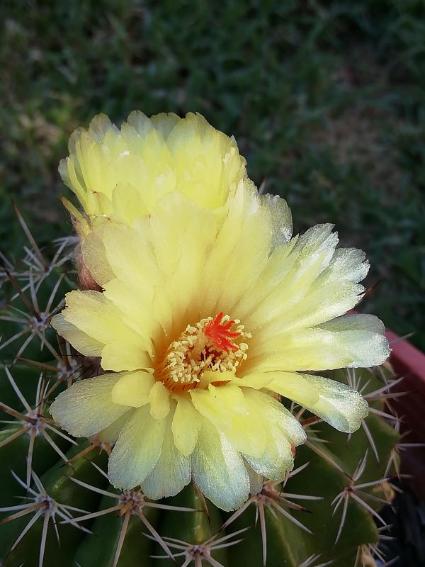 A photo of Parodia orthacantha