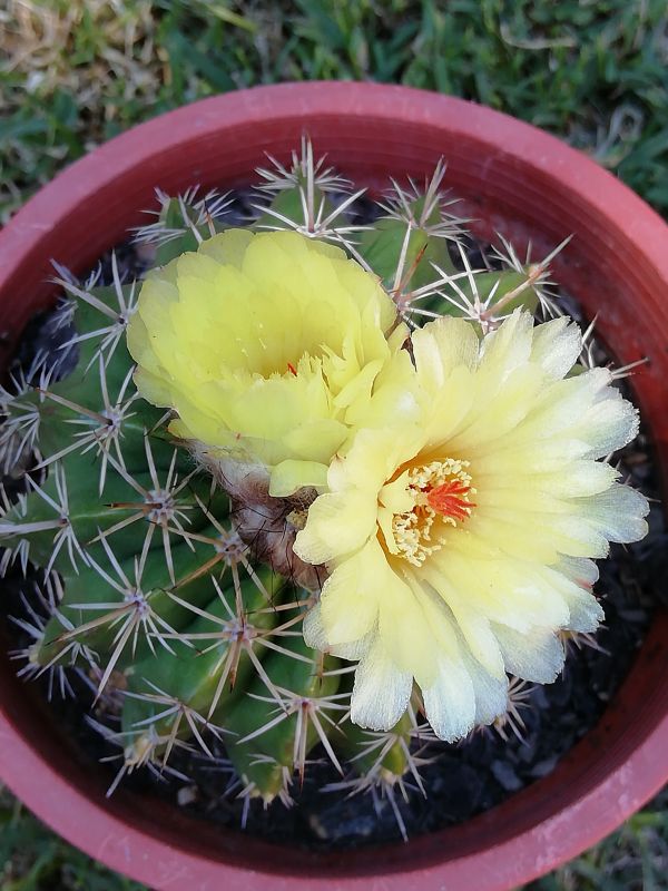 A photo of Parodia orthacantha