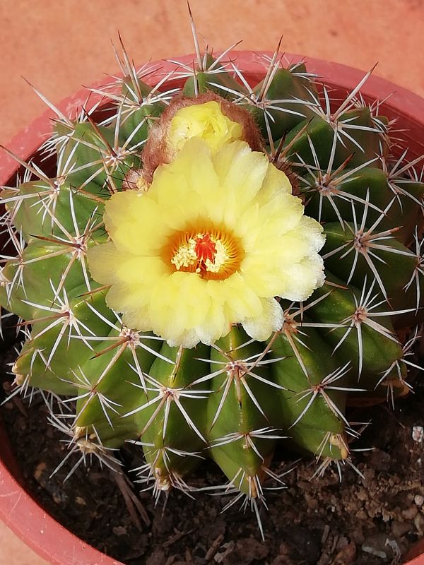 A photo of Parodia orthacantha