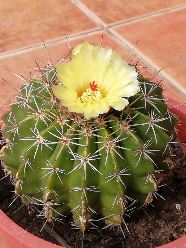 A photo of Parodia orthacantha