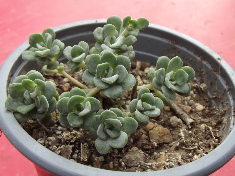 A photo of Sedum spathulifolium subsp. pruinosum