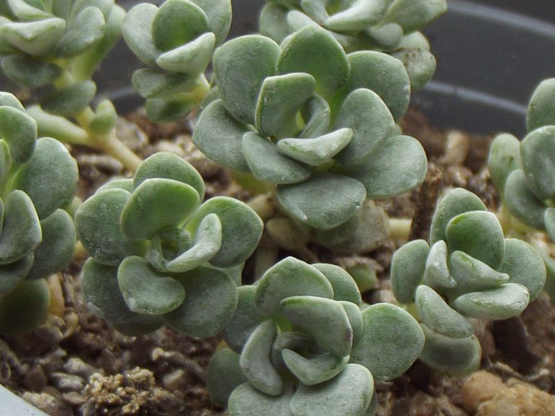 A photo of Sedum spathulifolium subsp. pruinosum