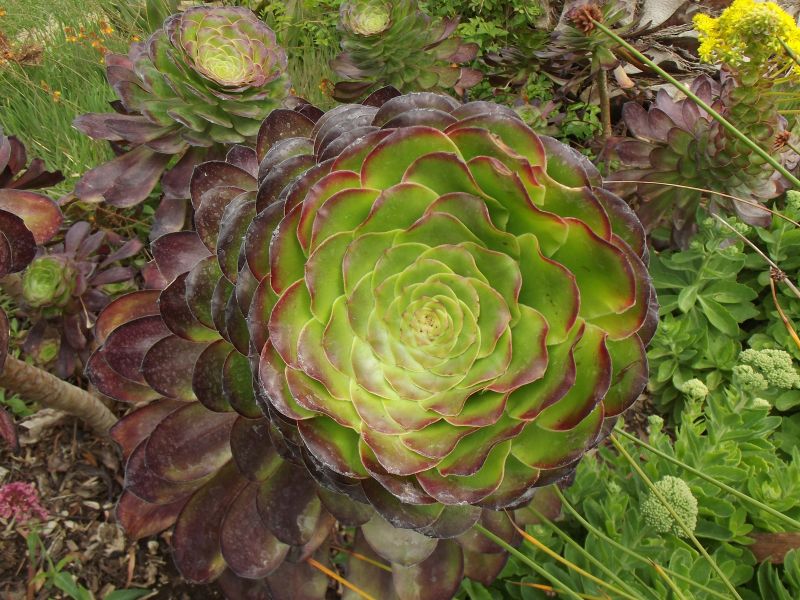 Una foto de Aeonium arboreum cv. artropurpureum