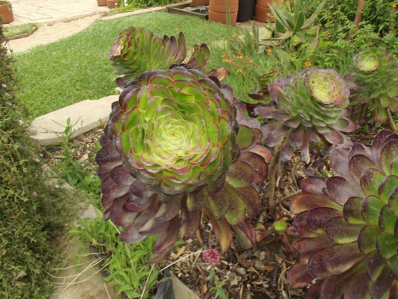 Una foto de Aeonium arboreum cv. artropurpureum