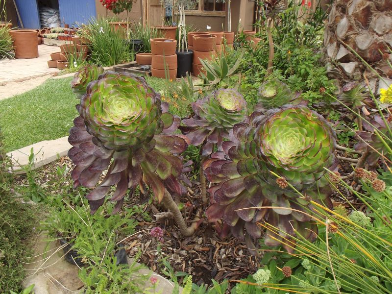 Una foto de Aeonium arboreum cv. artropurpureum