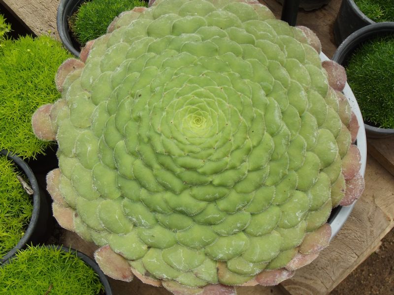 Una foto de Aeonium tabuliforme
