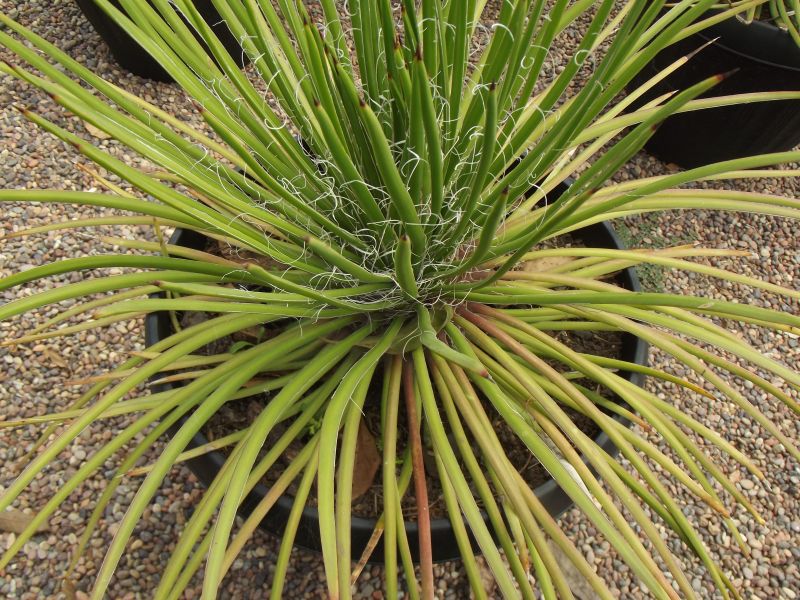 Una foto de Agave boscii  