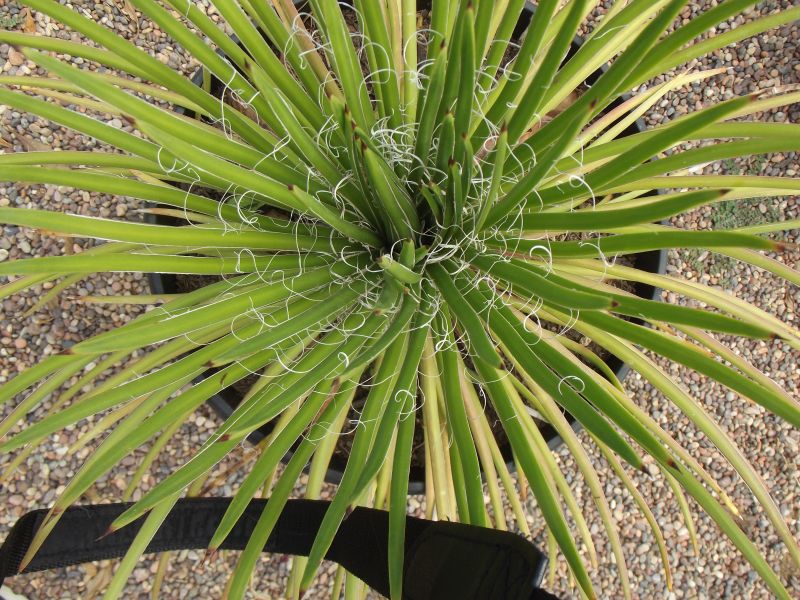 Una foto de Agave boscii  