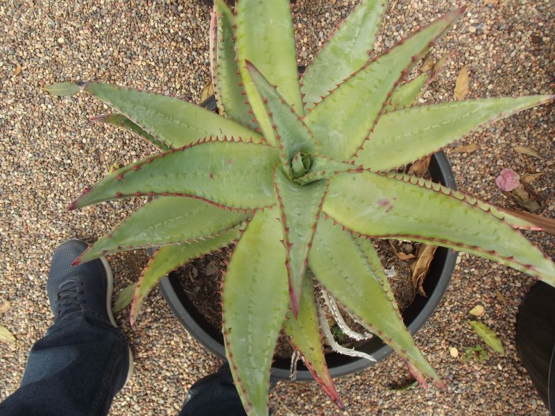 Foto de un cactus que se está identificando actualmente