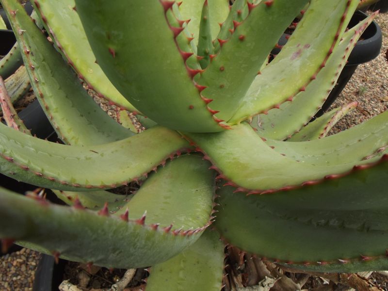 Foto de un cactus que se está identificando actualmente