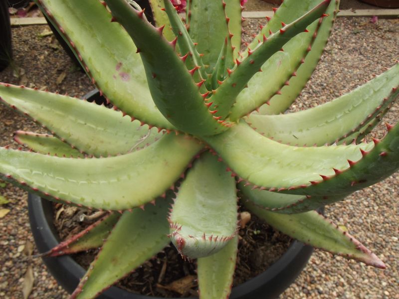 Foto de un cactus que se está identificando actualmente