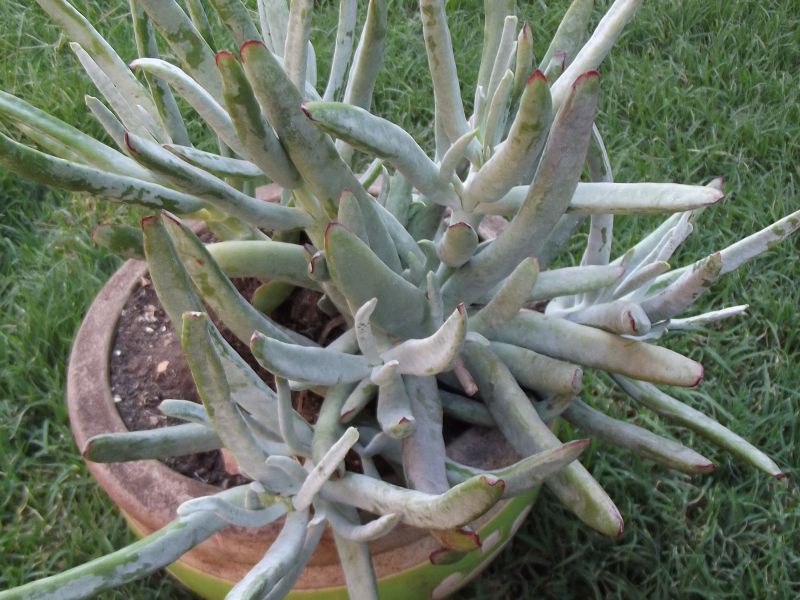 A photo of Cotyledon orbiculata