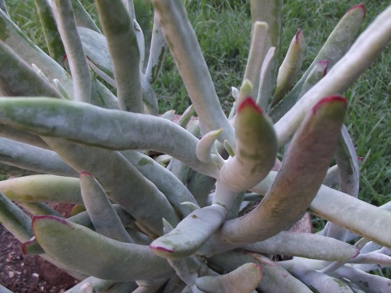 A photo of Cotyledon orbiculata