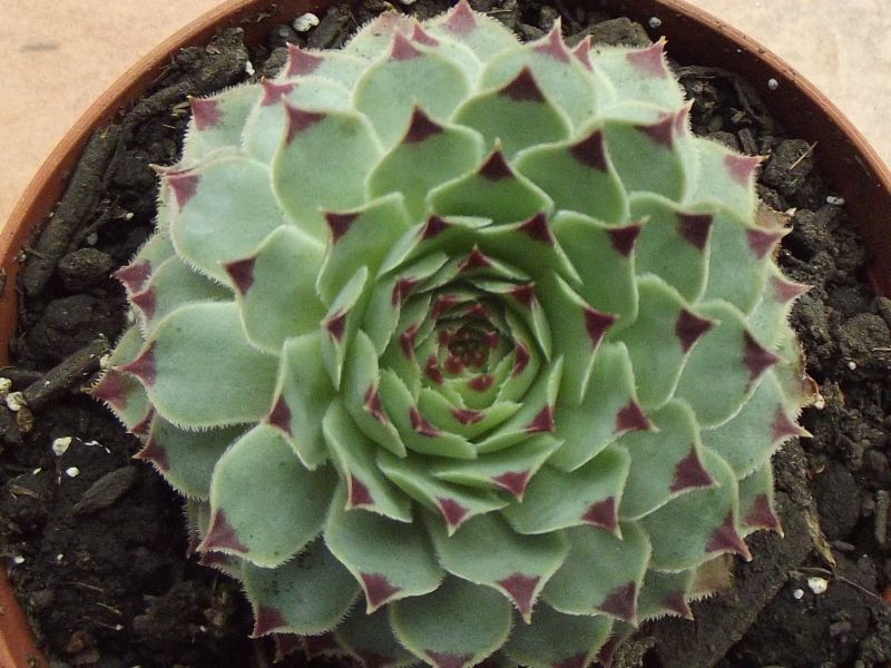 Una foto de Sempervivum calcareum