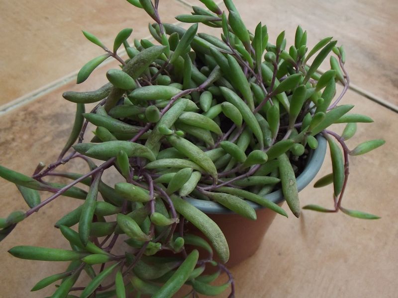 Una foto de Othonna capensis