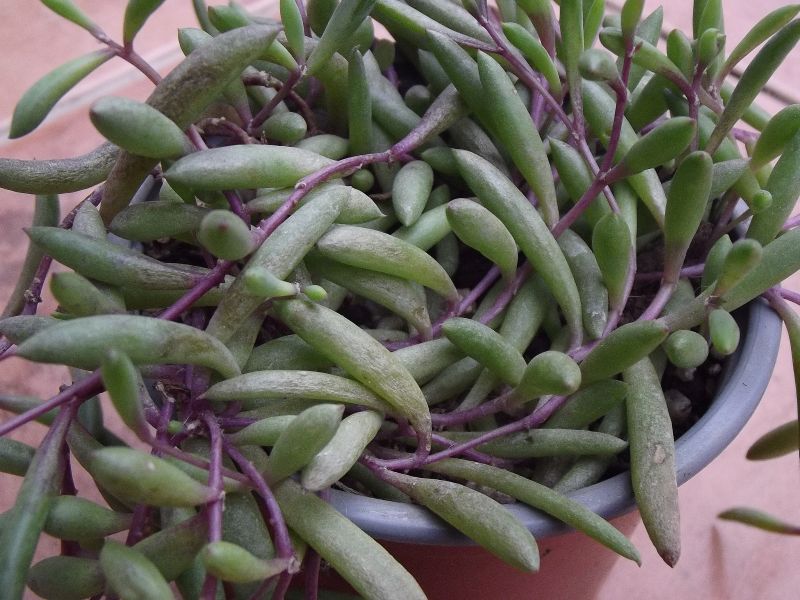 Una foto de Othonna capensis