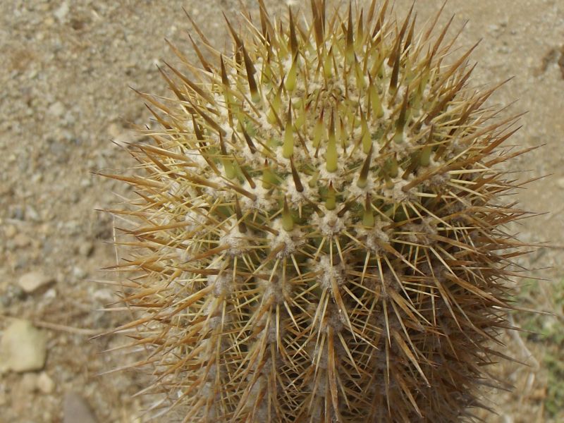 A photo of Echinopsis chiloensis ssp. litoralis