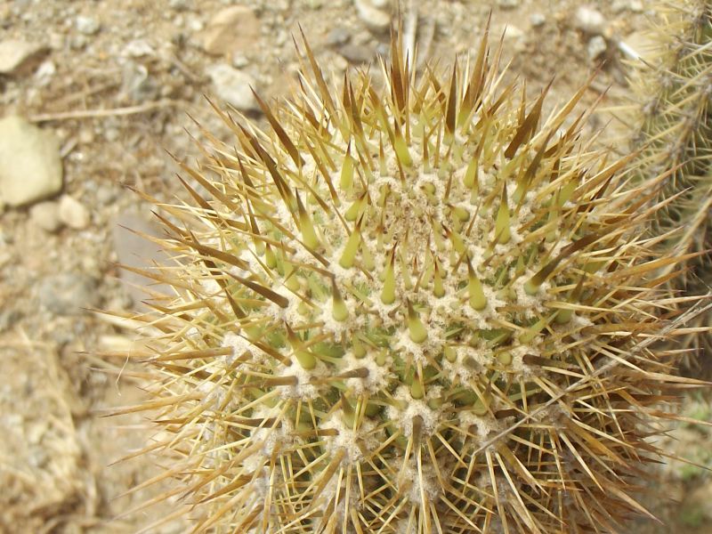A photo of Echinopsis chiloensis ssp. litoralis