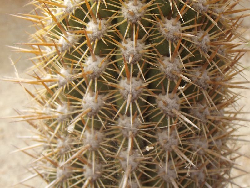 A photo of Echinopsis chiloensis ssp. litoralis