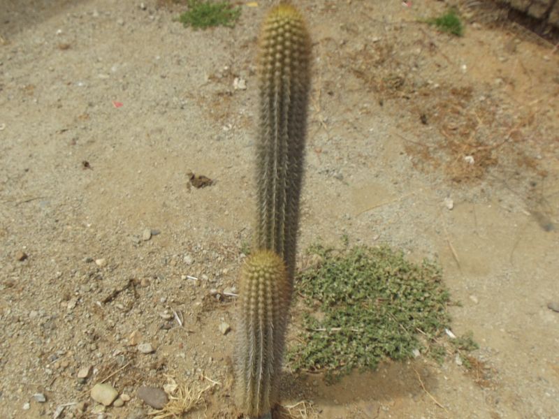A photo of Echinopsis chiloensis ssp. litoralis