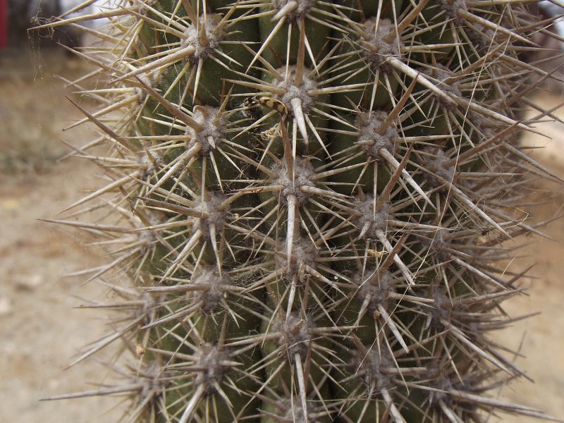 A photo of Echinopsis chiloensis ssp. litoralis
