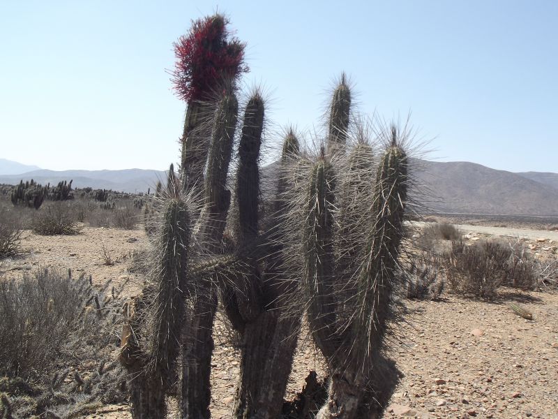 A photo of Eulychnia acida