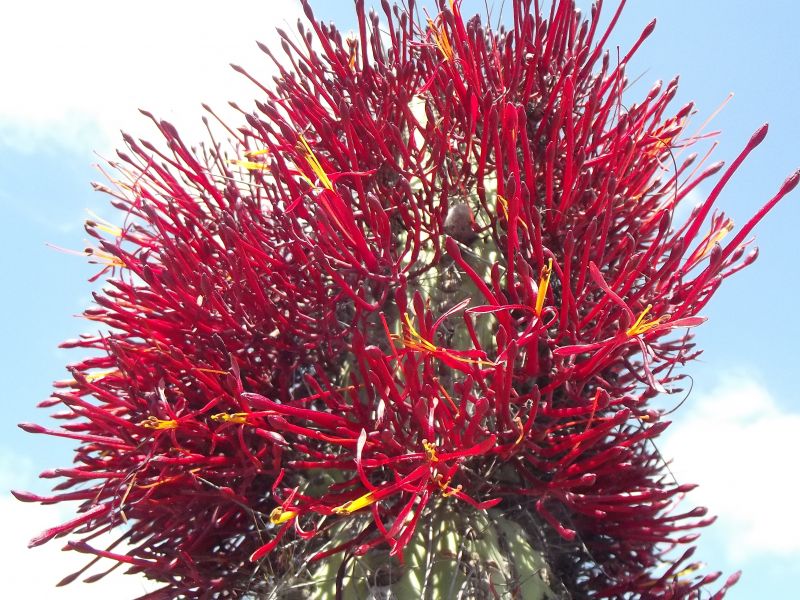 A photo of Eulychnia acida