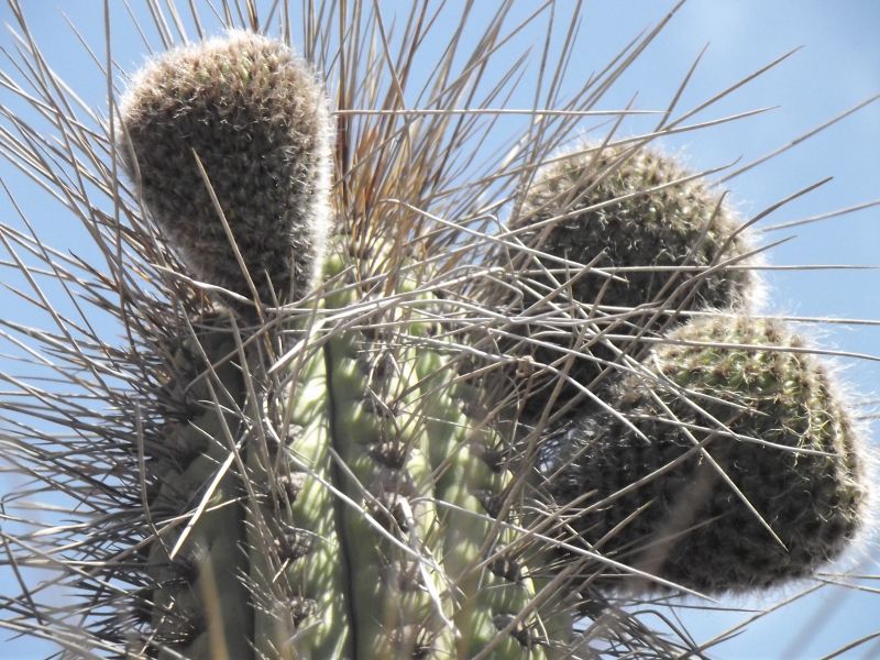A photo of Eulychnia acida