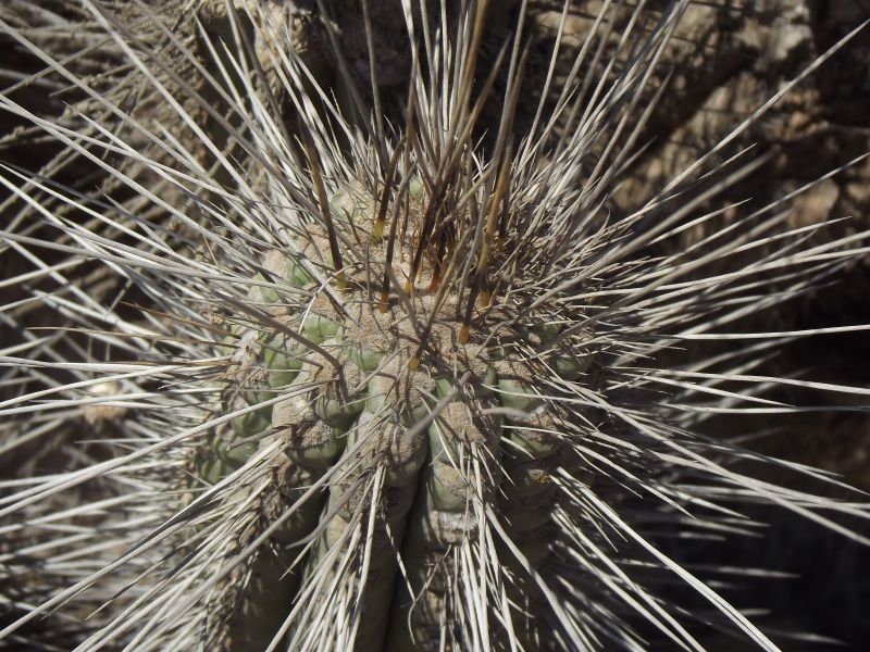 A photo of Eulychnia acida