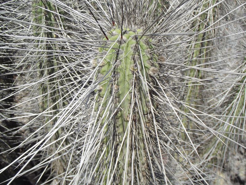 A photo of Eulychnia acida
