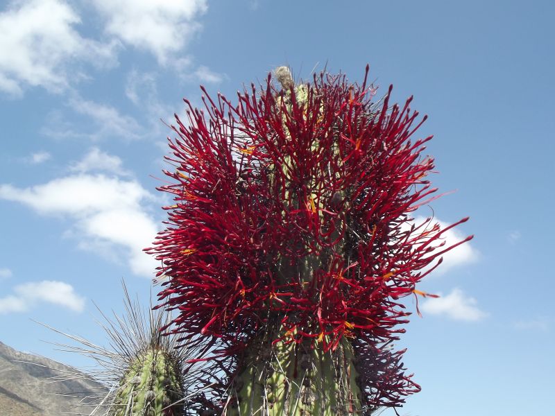 A photo of Eulychnia acida