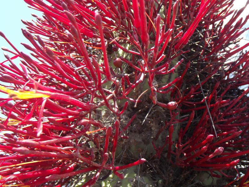 A photo of Eulychnia acida