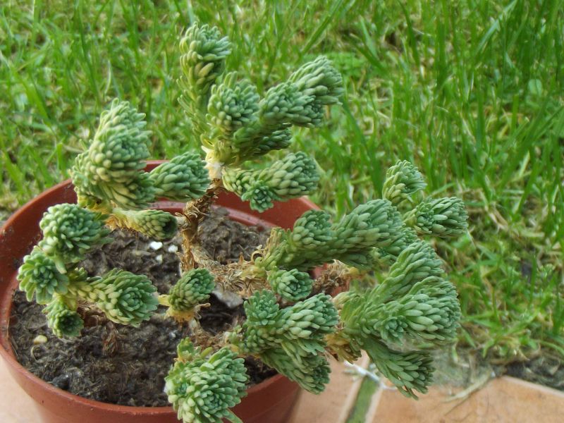Una foto de Sedum multiceps