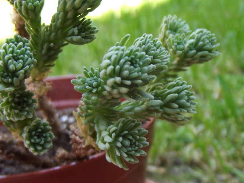 Una foto de Sedum multiceps