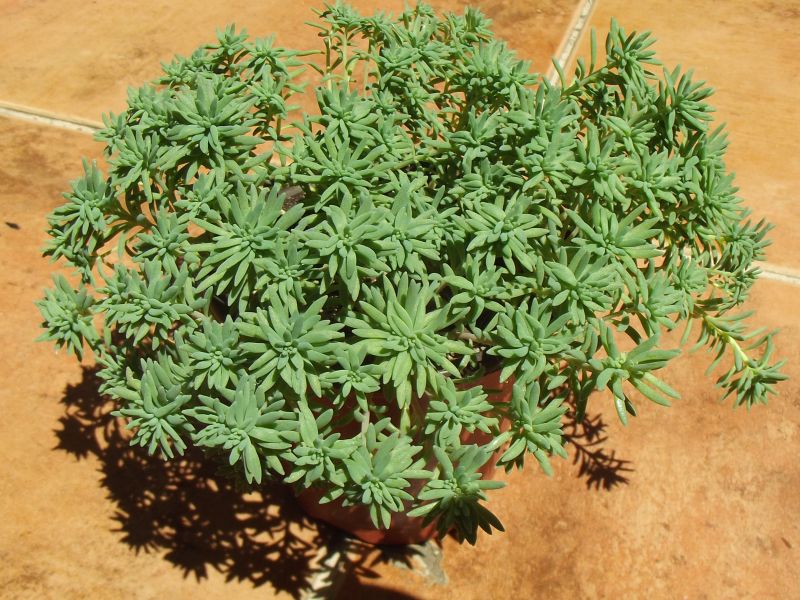 A photo of Sedum forsterianum  