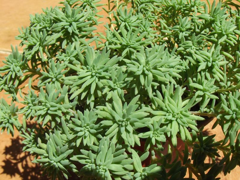 A photo of Sedum forsterianum  