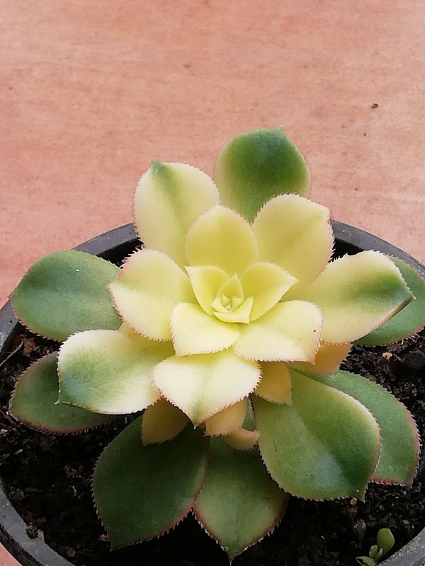 Una foto de Aeonium haworthii cv kiwi