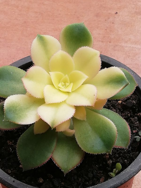 Una foto de Aeonium haworthii cv kiwi