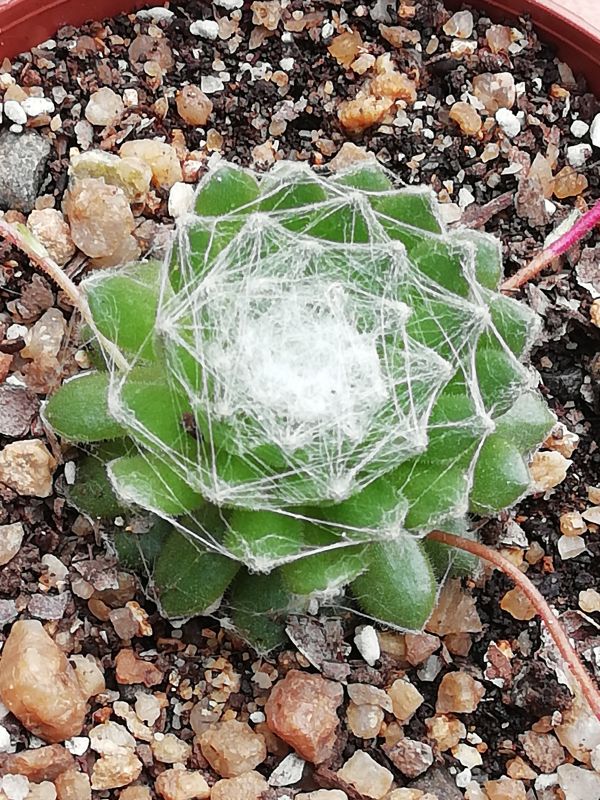 A photo of Sempervivum arachnoideum