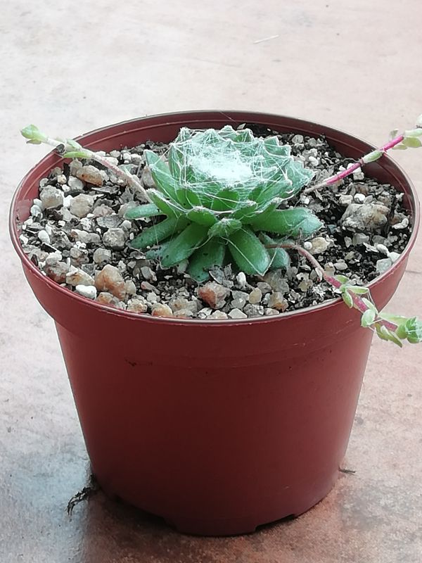 A photo of Sempervivum arachnoideum