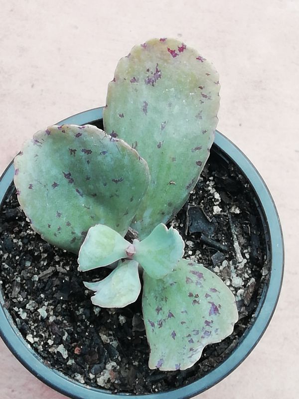 Una foto de Kalanchoe marmorata