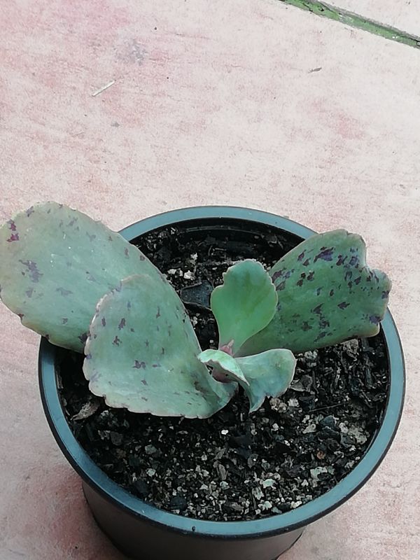 Una foto de Kalanchoe marmorata