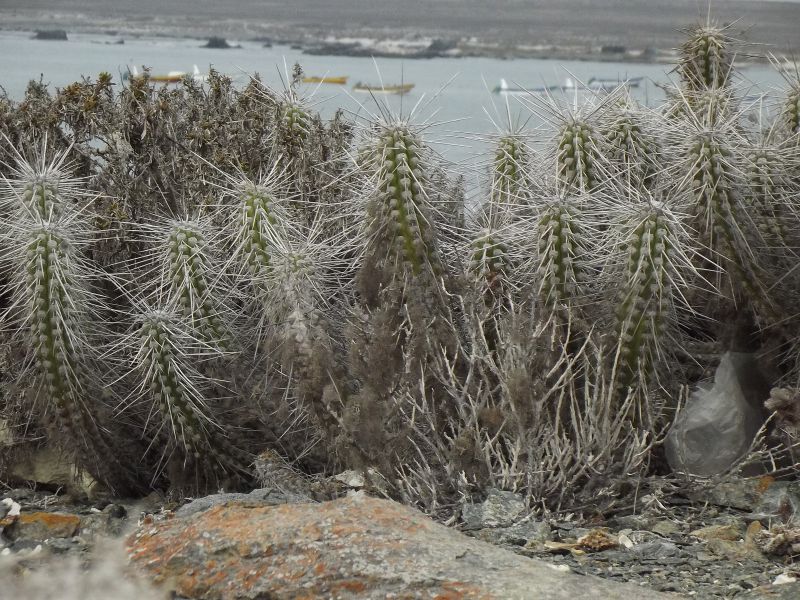 A photo of Eulychnia acida