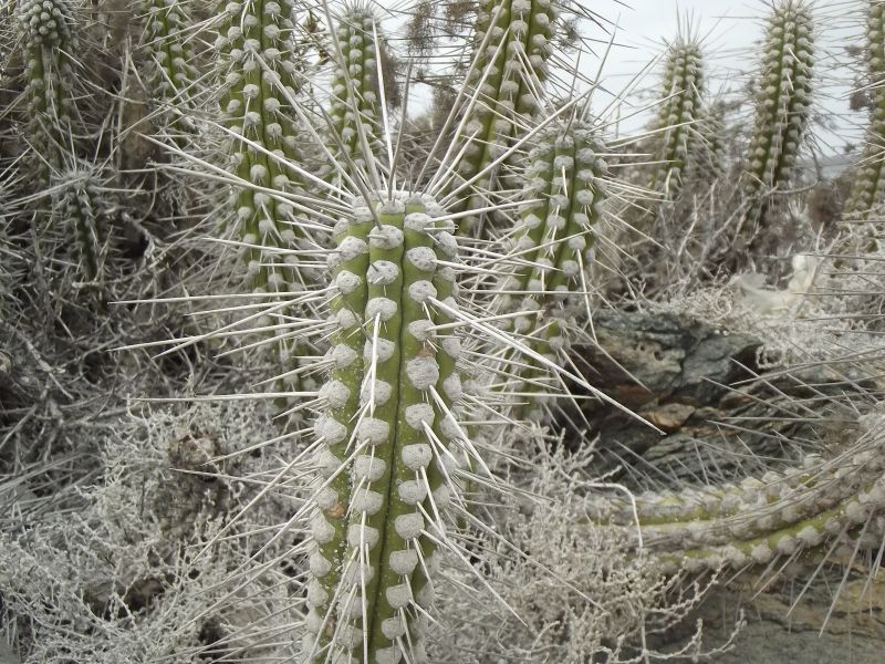 A photo of Eulychnia acida
