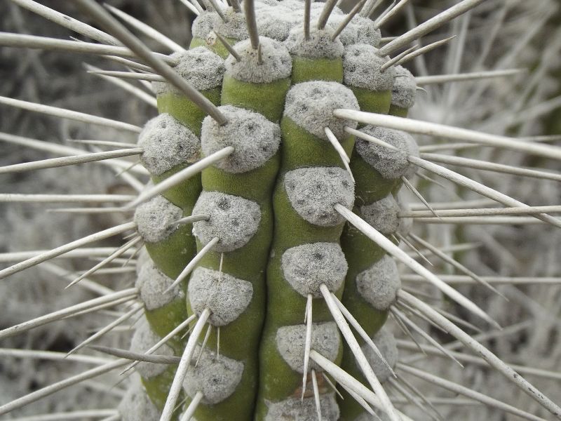 A photo of Eulychnia acida