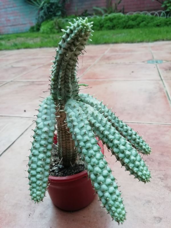 Una foto de Euphorbia mammillaris fma. variegada